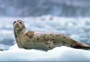 Glacier Bay National Park